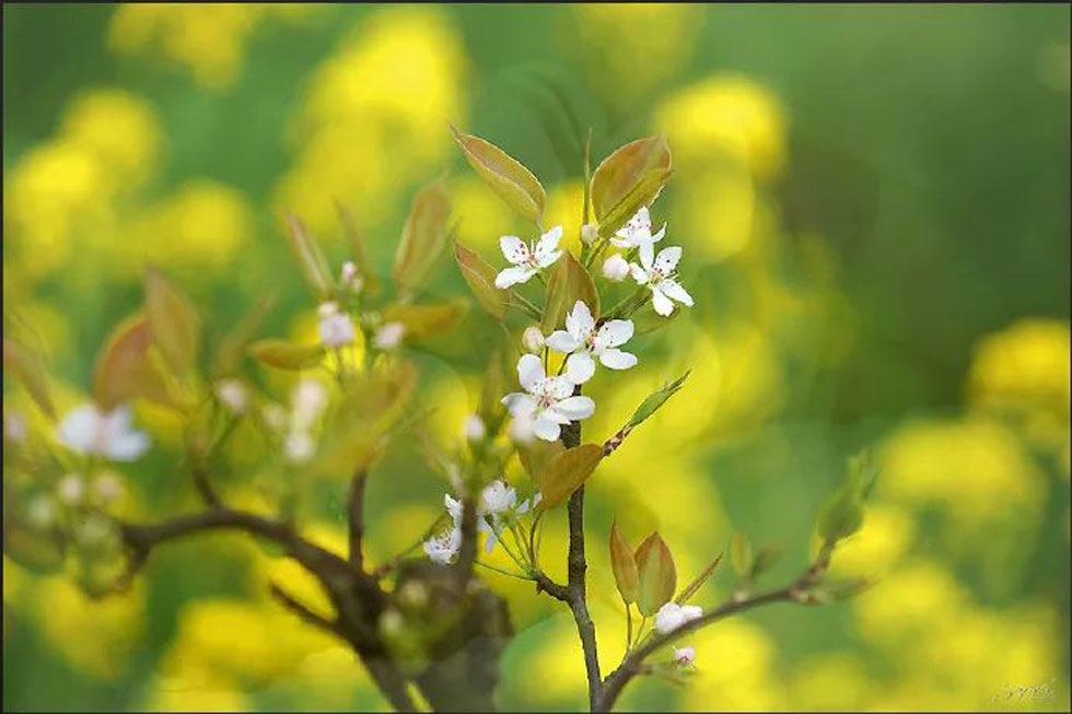 【春天，广西桂林灌阳县向您发出邀请！】我们在灌阳看梨花 - 游山玩水 - 沈阳生活社区 - 沈阳28生活网 sy.28life.com