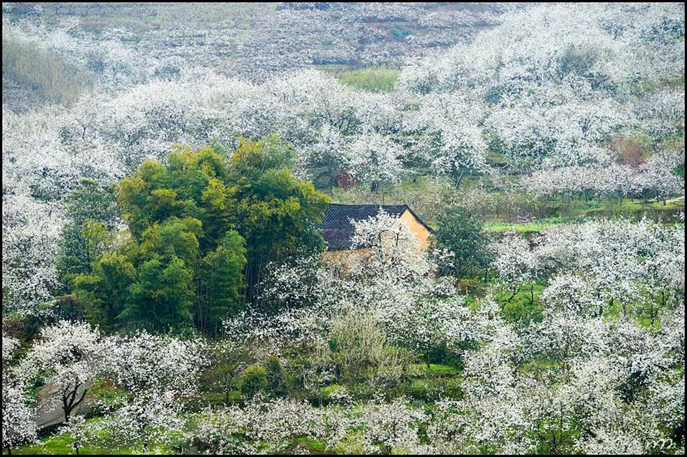 【春天，广西桂林灌阳县向您发出邀请！】我们在灌阳看梨花 - 游山玩水 - 沈阳生活社区 - 沈阳28生活网 sy.28life.com
