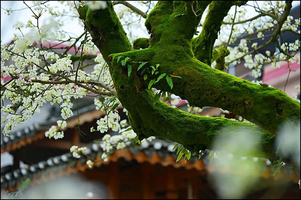 【春天，广西桂林灌阳县向您发出邀请！】我们在灌阳看梨花 - 游山玩水 - 沈阳生活社区 - 沈阳28生活网 sy.28life.com