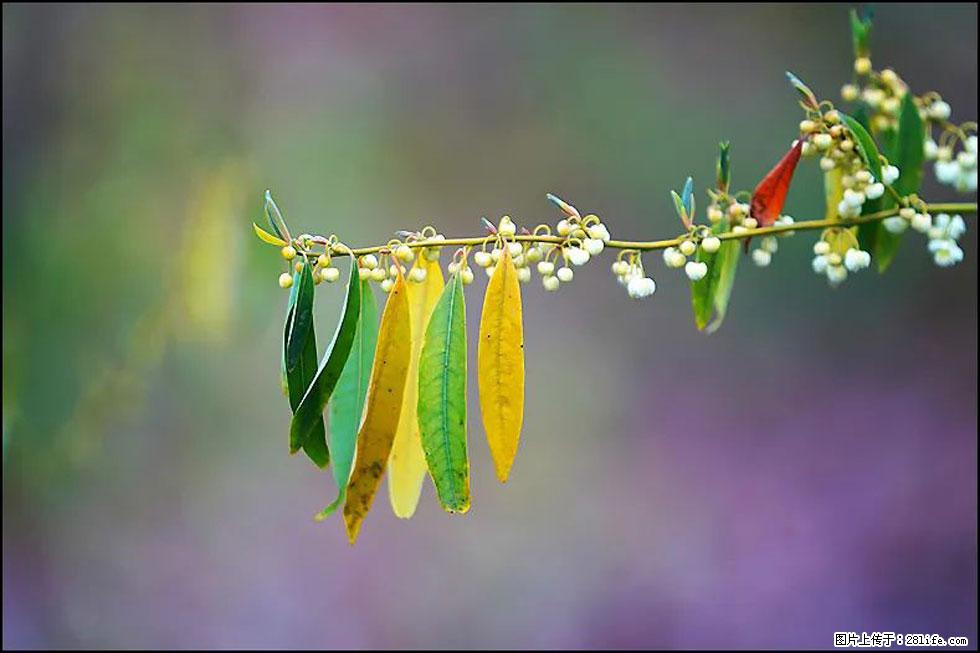 【春天,广西桂林灌阳县向您发出邀请!】米珠山前有片山苍子花在飘香 - 游山玩水 - 沈阳生活社区 - 沈阳28生活网 sy.28life.com