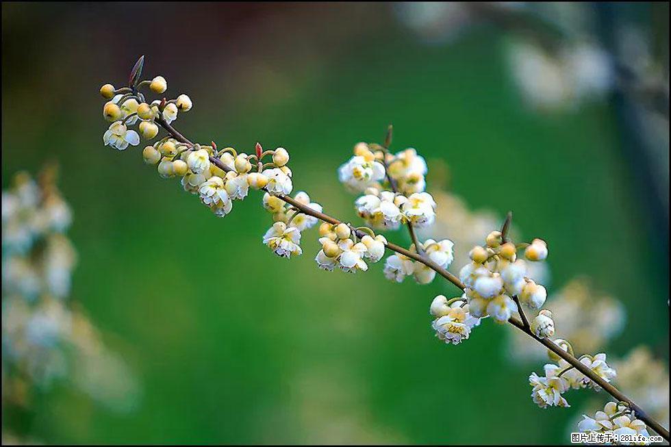 【春天,广西桂林灌阳县向您发出邀请!】米珠山前有片山苍子花在飘香 - 游山玩水 - 沈阳生活社区 - 沈阳28生活网 sy.28life.com