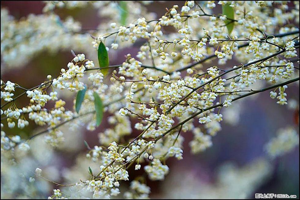 【春天,广西桂林灌阳县向您发出邀请!】米珠山前有片山苍子花在飘香 - 游山玩水 - 沈阳生活社区 - 沈阳28生活网 sy.28life.com