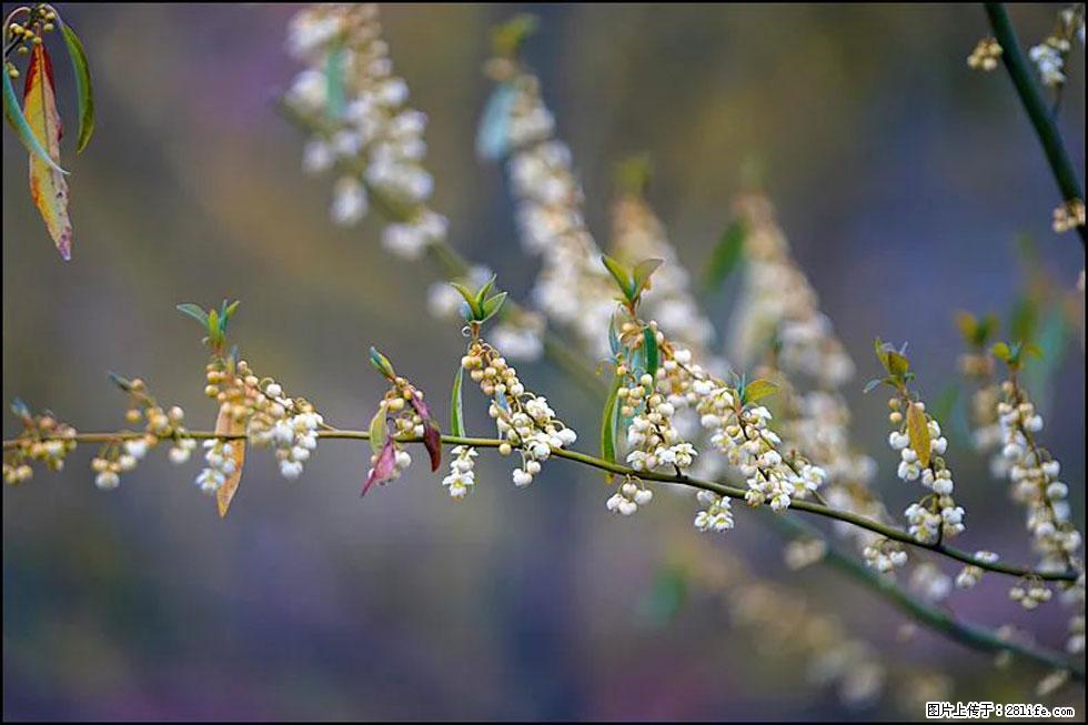 【春天,广西桂林灌阳县向您发出邀请!】米珠山前有片山苍子花在飘香 - 游山玩水 - 沈阳生活社区 - 沈阳28生活网 sy.28life.com