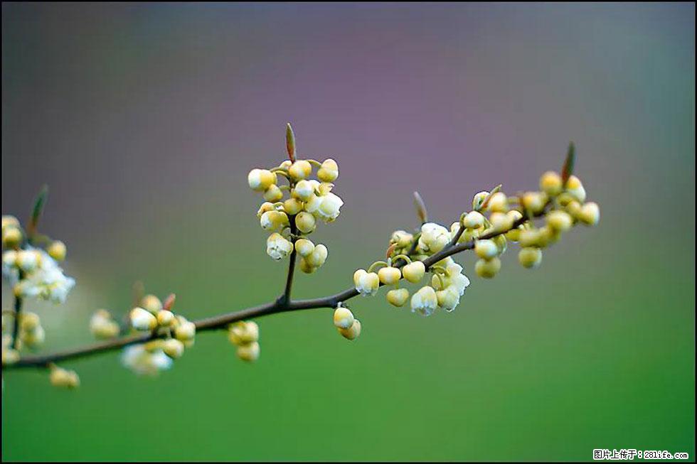 【春天,广西桂林灌阳县向您发出邀请!】米珠山前有片山苍子花在飘香 - 游山玩水 - 沈阳生活社区 - 沈阳28生活网 sy.28life.com