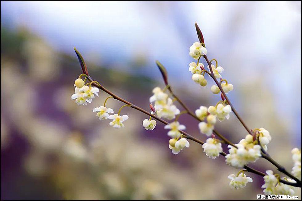 【春天,广西桂林灌阳县向您发出邀请!】米珠山前有片山苍子花在飘香 - 游山玩水 - 沈阳生活社区 - 沈阳28生活网 sy.28life.com