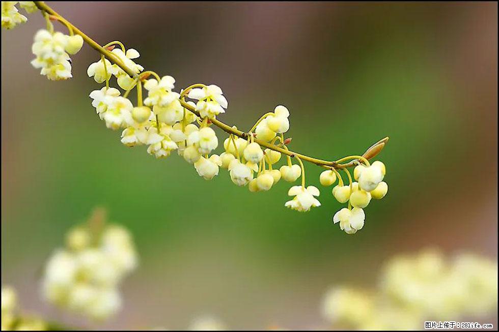 【春天,广西桂林灌阳县向您发出邀请!】米珠山前有片山苍子花在飘香 - 游山玩水 - 沈阳生活社区 - 沈阳28生活网 sy.28life.com