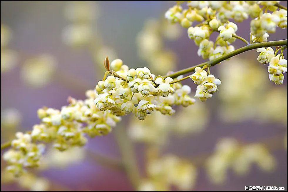 【春天,广西桂林灌阳县向您发出邀请!】米珠山前有片山苍子花在飘香 - 游山玩水 - 沈阳生活社区 - 沈阳28生活网 sy.28life.com