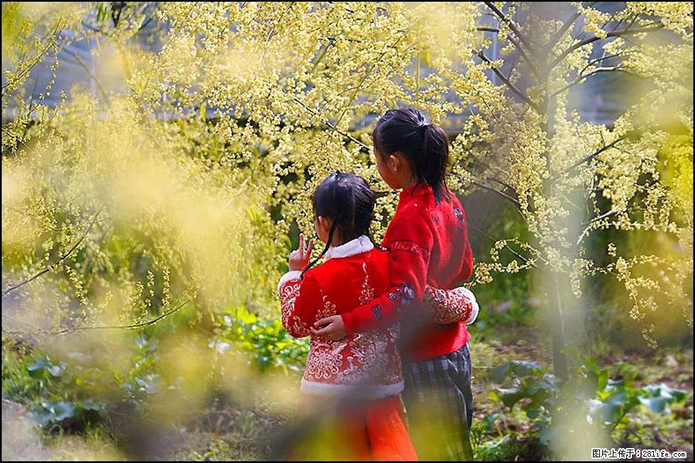 【春天,广西桂林灌阳县向您发出邀请!】米珠山前有片山苍子花在飘香 - 游山玩水 - 沈阳生活社区 - 沈阳28生活网 sy.28life.com