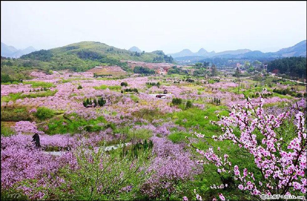 【春天,广西桂林灌阳县向您发出邀请!】官庄村有个醉美的桃花园 - 游山玩水 - 沈阳生活社区 - 沈阳28生活网 sy.28life.com