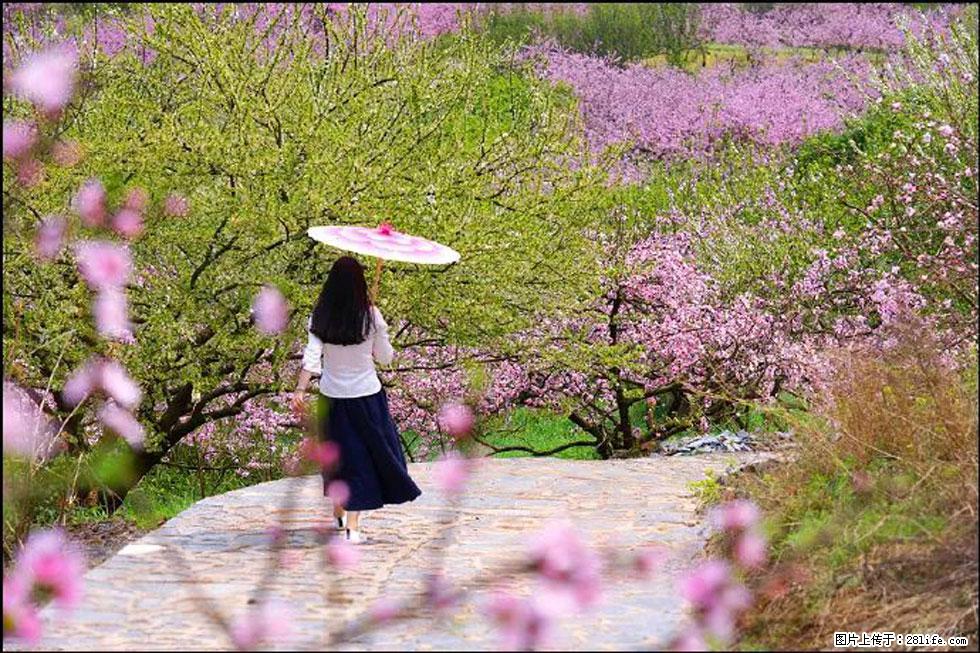 【春天,广西桂林灌阳县向您发出邀请!】官庄村有个醉美的桃花园 - 游山玩水 - 沈阳生活社区 - 沈阳28生活网 sy.28life.com