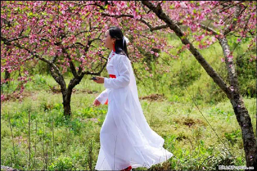 【春天,广西桂林灌阳县向您发出邀请!】官庄村有个醉美的桃花园 - 游山玩水 - 沈阳生活社区 - 沈阳28生活网 sy.28life.com