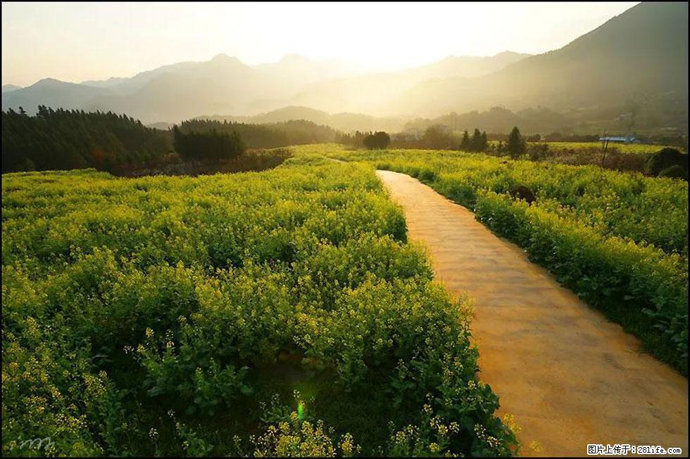 【春天，广西桂林灌阳县向您发出邀请！】长坪村油菜盛情花开 - 游山玩水 - 沈阳生活社区 - 沈阳28生活网 sy.28life.com