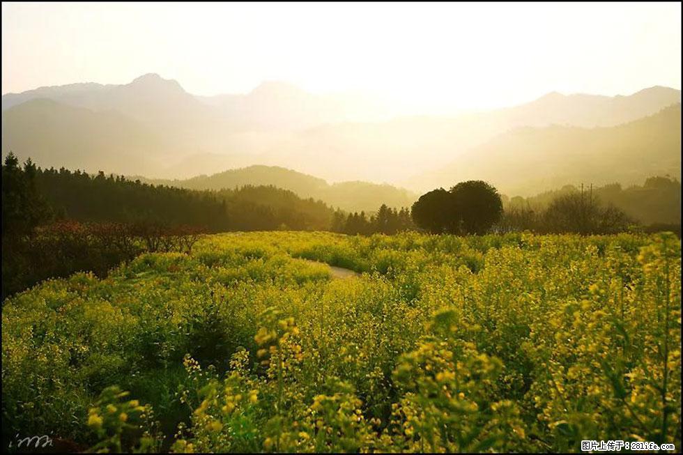 【春天，广西桂林灌阳县向您发出邀请！】长坪村油菜盛情花开 - 游山玩水 - 沈阳生活社区 - 沈阳28生活网 sy.28life.com