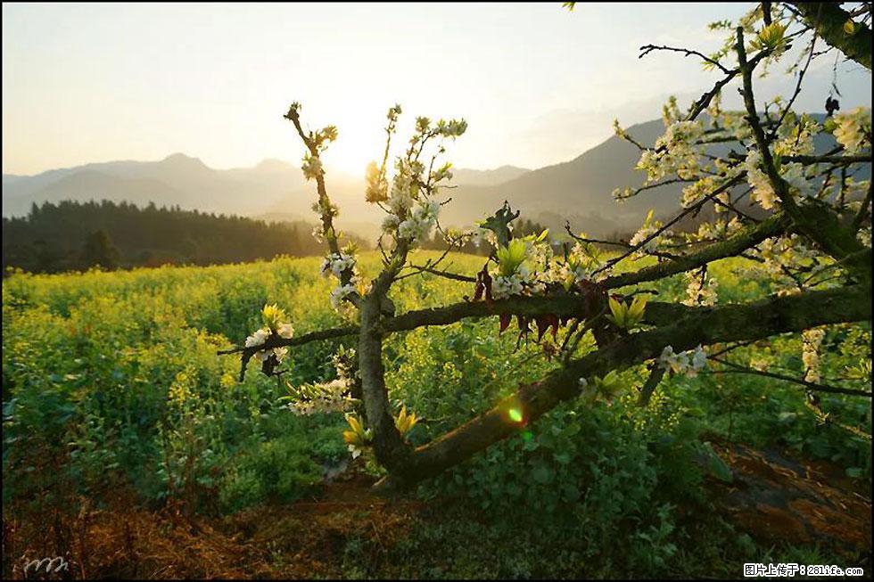 【春天，广西桂林灌阳县向您发出邀请！】长坪村油菜盛情花开 - 游山玩水 - 沈阳生活社区 - 沈阳28生活网 sy.28life.com