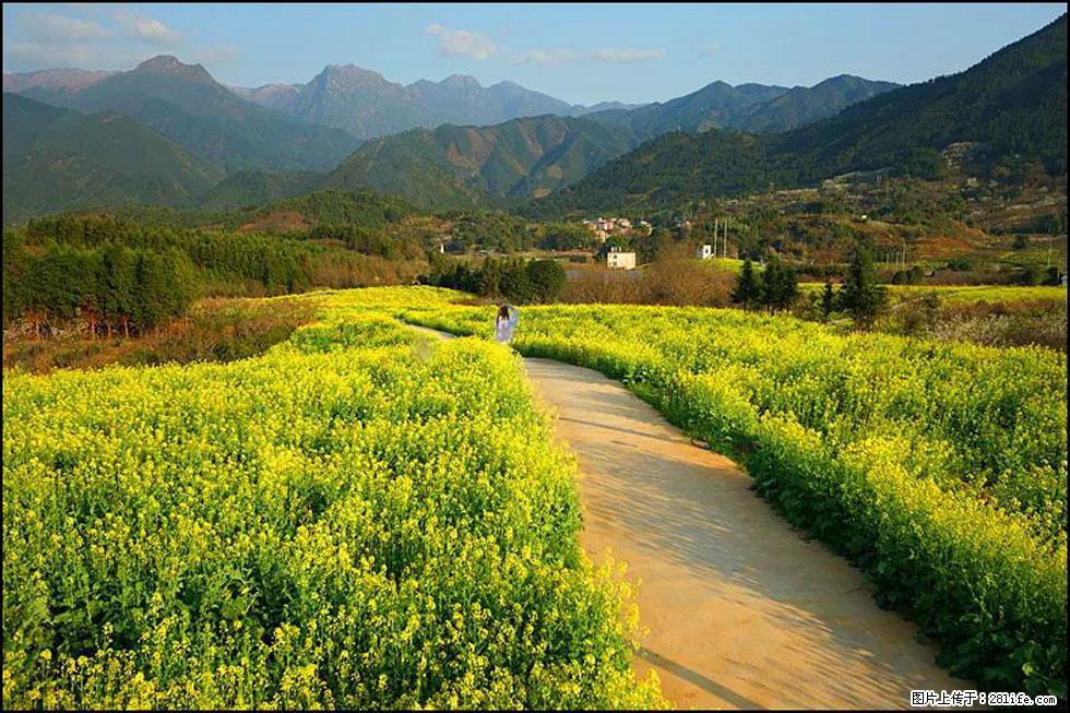 【春天，广西桂林灌阳县向您发出邀请！】长坪村油菜盛情花开 - 游山玩水 - 沈阳生活社区 - 沈阳28生活网 sy.28life.com