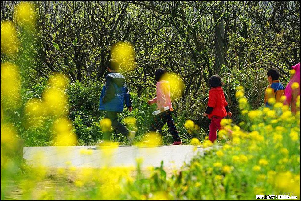 【春天，广西桂林灌阳县向您发出邀请！】长坪村油菜盛情花开 - 游山玩水 - 沈阳生活社区 - 沈阳28生活网 sy.28life.com