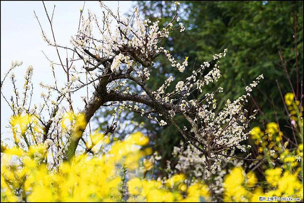 【春天，广西桂林灌阳县向您发出邀请！】长坪村油菜盛情花开 - 游山玩水 - 沈阳生活社区 - 沈阳28生活网 sy.28life.com