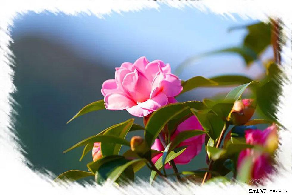 【春天，广西桂林灌阳县向您发出邀请！】杨柳井茶花惹人爱 - 游山玩水 - 沈阳生活社区 - 沈阳28生活网 sy.28life.com