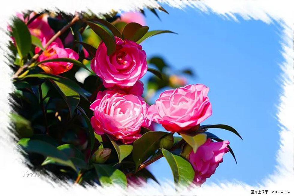 【春天，广西桂林灌阳县向您发出邀请！】杨柳井茶花惹人爱 - 游山玩水 - 沈阳生活社区 - 沈阳28生活网 sy.28life.com