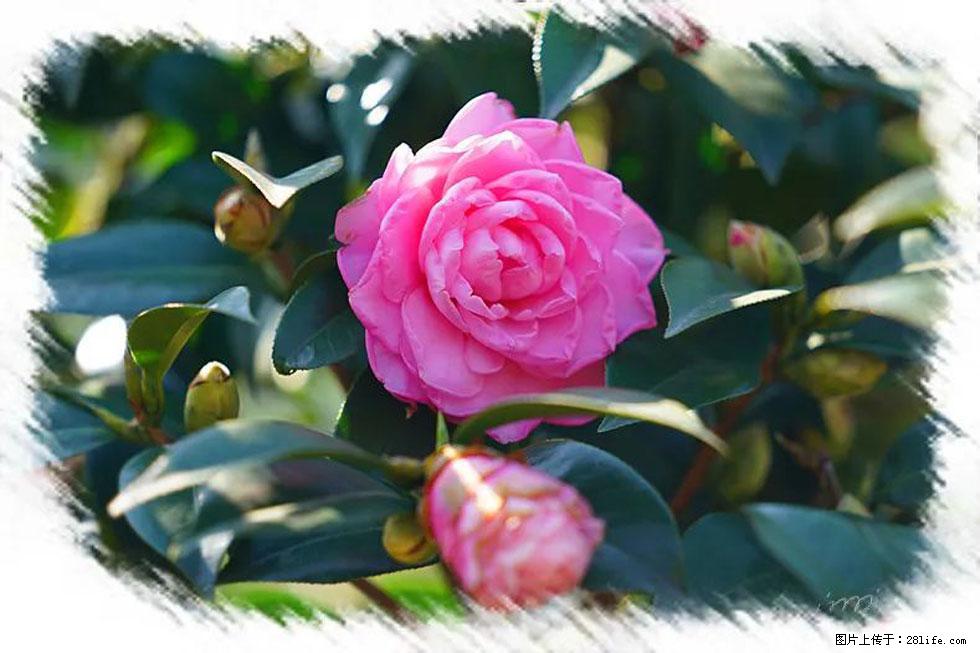 【春天，广西桂林灌阳县向您发出邀请！】杨柳井茶花惹人爱 - 游山玩水 - 沈阳生活社区 - 沈阳28生活网 sy.28life.com