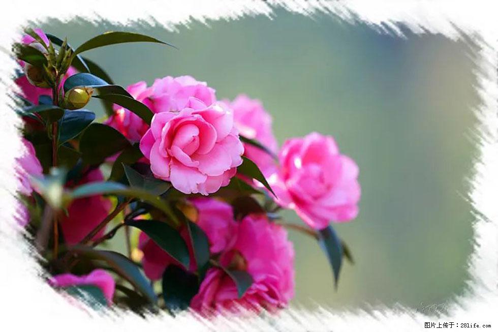 【春天，广西桂林灌阳县向您发出邀请！】杨柳井茶花惹人爱 - 游山玩水 - 沈阳生活社区 - 沈阳28生活网 sy.28life.com