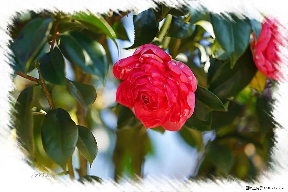 【春天，广西桂林灌阳县向您发出邀请！】杨柳井茶花惹人爱 - 游山玩水 - 沈阳生活社区 - 沈阳28生活网 sy.28life.com