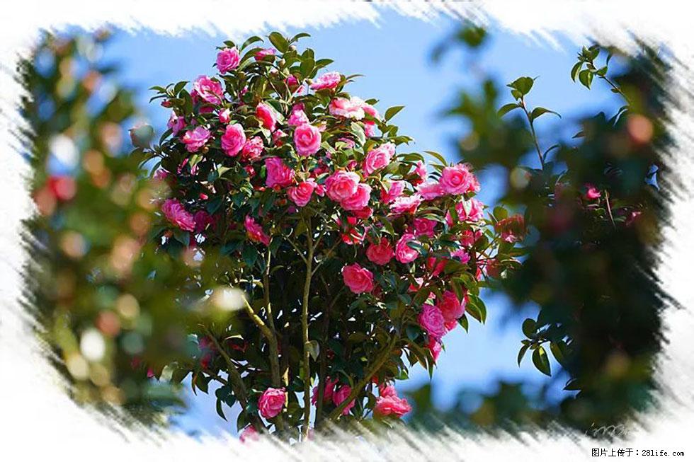 【春天，广西桂林灌阳县向您发出邀请！】杨柳井茶花惹人爱 - 游山玩水 - 沈阳生活社区 - 沈阳28生活网 sy.28life.com