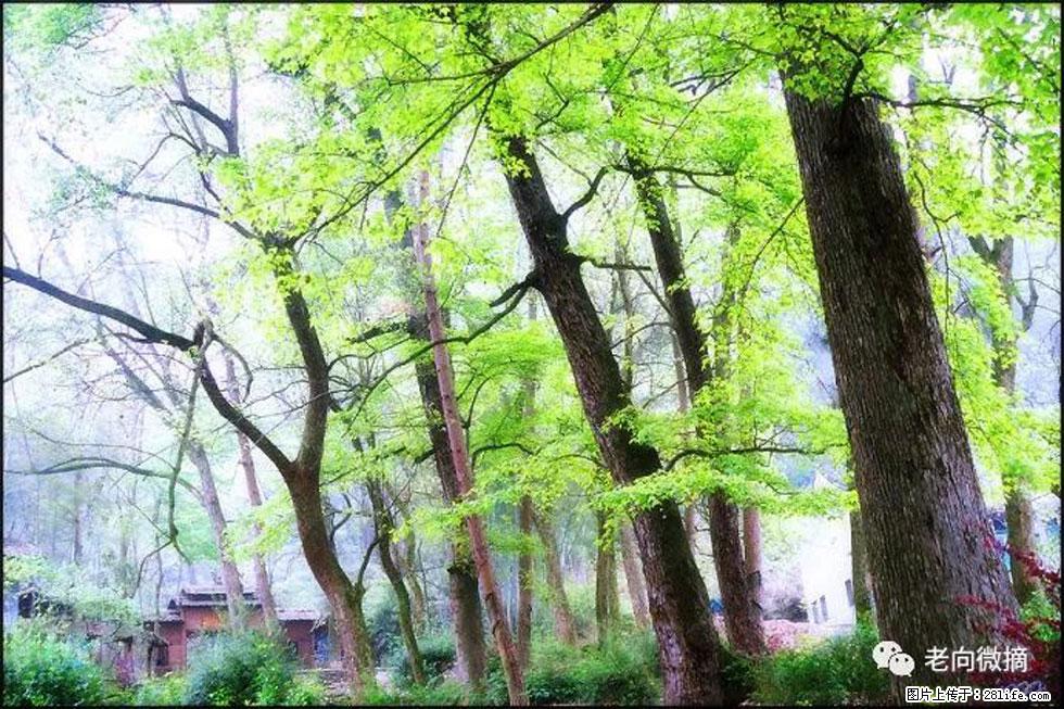 【春天，广西桂林灌阳县向您发出邀请！】在小龙村与春天约会 - 游山玩水 - 沈阳生活社区 - 沈阳28生活网 sy.28life.com