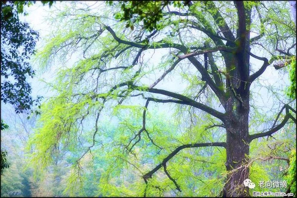 【春天，广西桂林灌阳县向您发出邀请！】在小龙村与春天约会 - 游山玩水 - 沈阳生活社区 - 沈阳28生活网 sy.28life.com