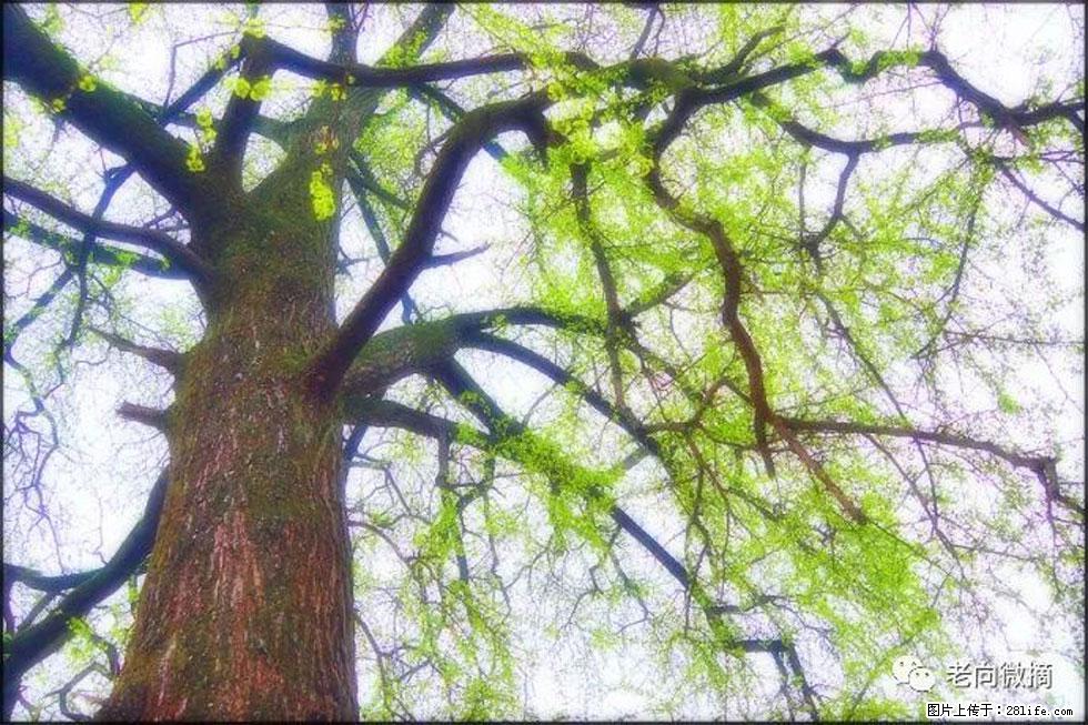 【春天，广西桂林灌阳县向您发出邀请！】在小龙村与春天约会 - 游山玩水 - 沈阳生活社区 - 沈阳28生活网 sy.28life.com