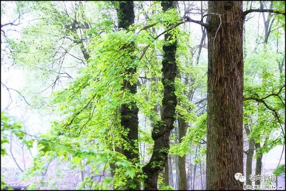 【春天，广西桂林灌阳县向您发出邀请！】在小龙村与春天约会 - 游山玩水 - 沈阳生活社区 - 沈阳28生活网 sy.28life.com