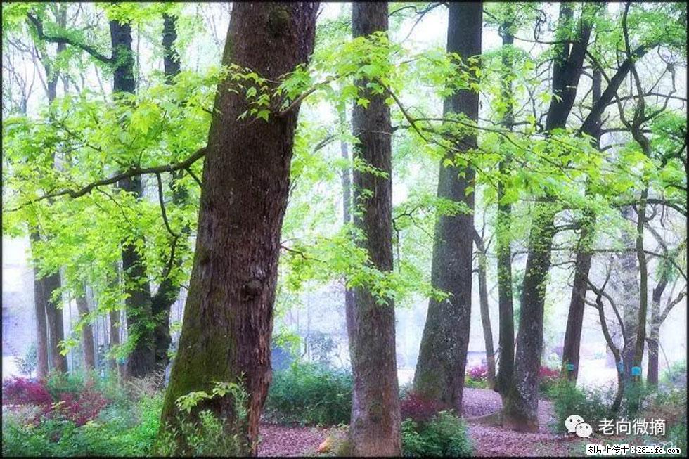 【春天，广西桂林灌阳县向您发出邀请！】在小龙村与春天约会 - 游山玩水 - 沈阳生活社区 - 沈阳28生活网 sy.28life.com