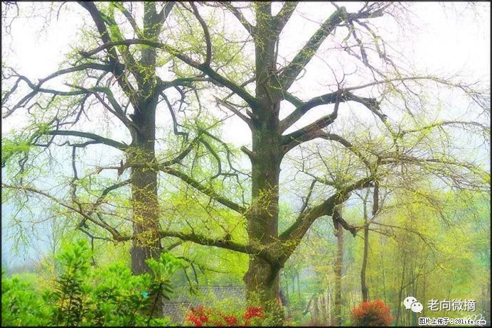 【春天，广西桂林灌阳县向您发出邀请！】在小龙村与春天约会 - 游山玩水 - 沈阳生活社区 - 沈阳28生活网 sy.28life.com