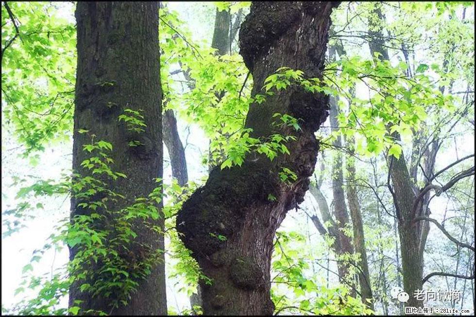 【春天，广西桂林灌阳县向您发出邀请！】在小龙村与春天约会 - 游山玩水 - 沈阳生活社区 - 沈阳28生活网 sy.28life.com