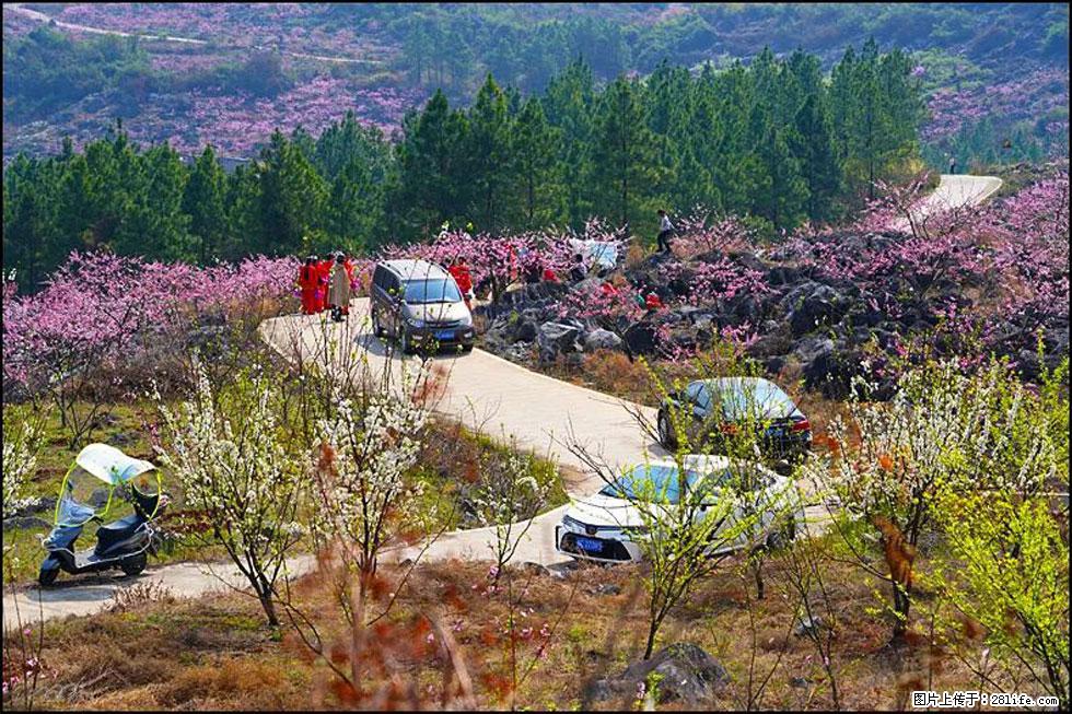 【春天，广西桂林灌阳县向您发出邀请！】望月岭上桃花开 - 游山玩水 - 沈阳生活社区 - 沈阳28生活网 sy.28life.com
