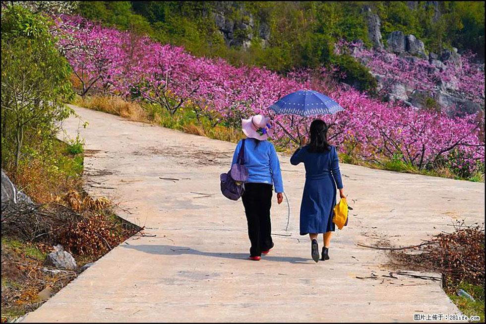 【春天，广西桂林灌阳县向您发出邀请！】望月岭上桃花开 - 游山玩水 - 沈阳生活社区 - 沈阳28生活网 sy.28life.com