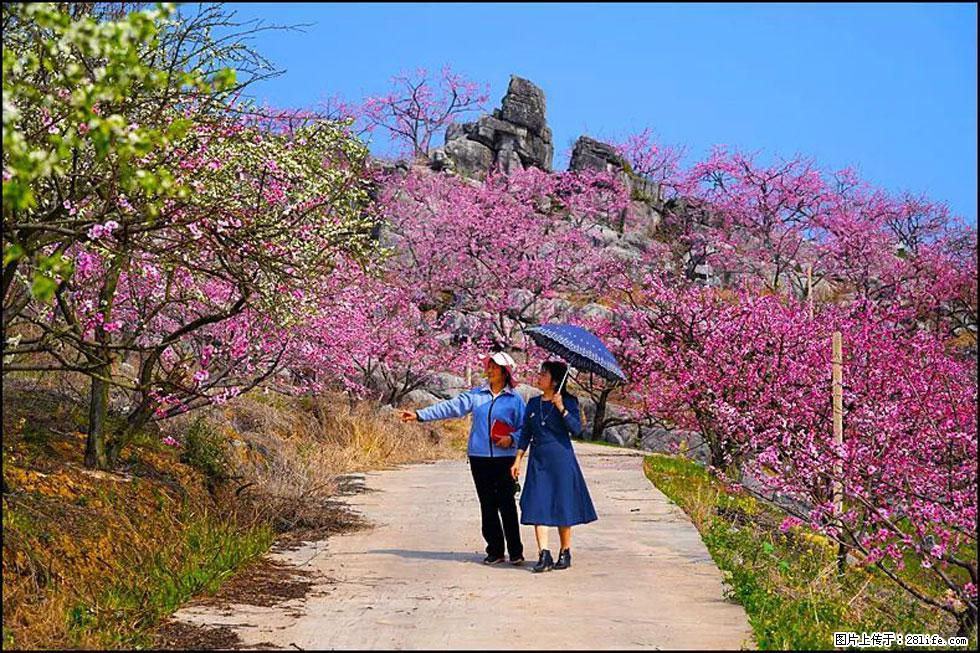 【春天，广西桂林灌阳县向您发出邀请！】望月岭上桃花开 - 游山玩水 - 沈阳生活社区 - 沈阳28生活网 sy.28life.com