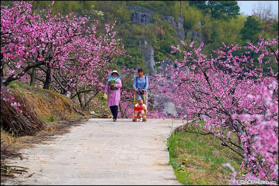 【春天，广西桂林灌阳县向您发出邀请！】望月岭上桃花开 - 游山玩水 - 沈阳生活社区 - 沈阳28生活网 sy.28life.com