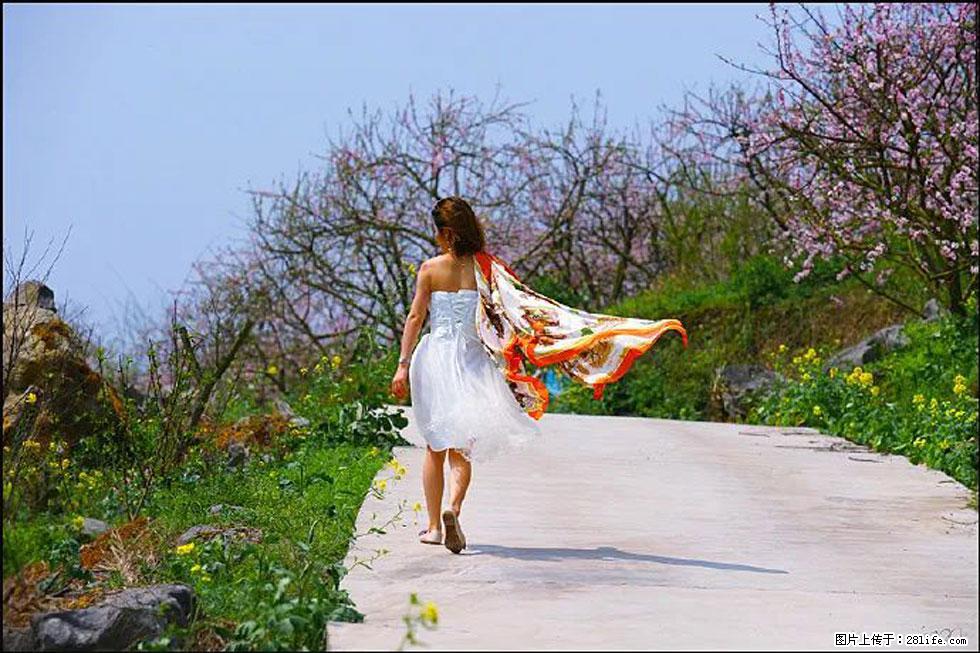 【春天，广西桂林灌阳县向您发出邀请！】望月岭上桃花开 - 游山玩水 - 沈阳生活社区 - 沈阳28生活网 sy.28life.com