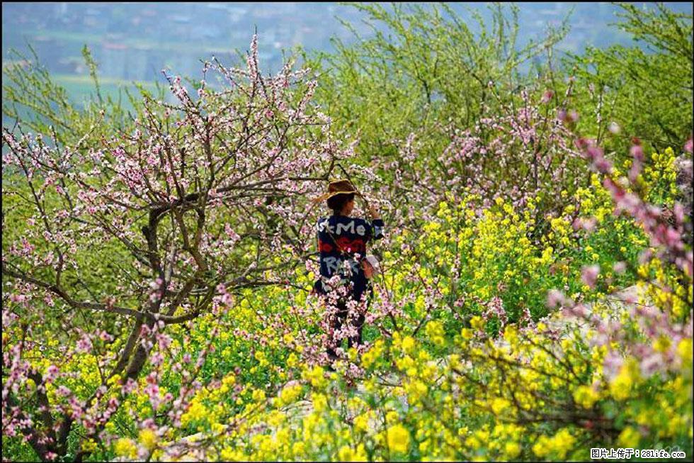 【春天，广西桂林灌阳县向您发出邀请！】望月岭上桃花开 - 游山玩水 - 沈阳生活社区 - 沈阳28生活网 sy.28life.com