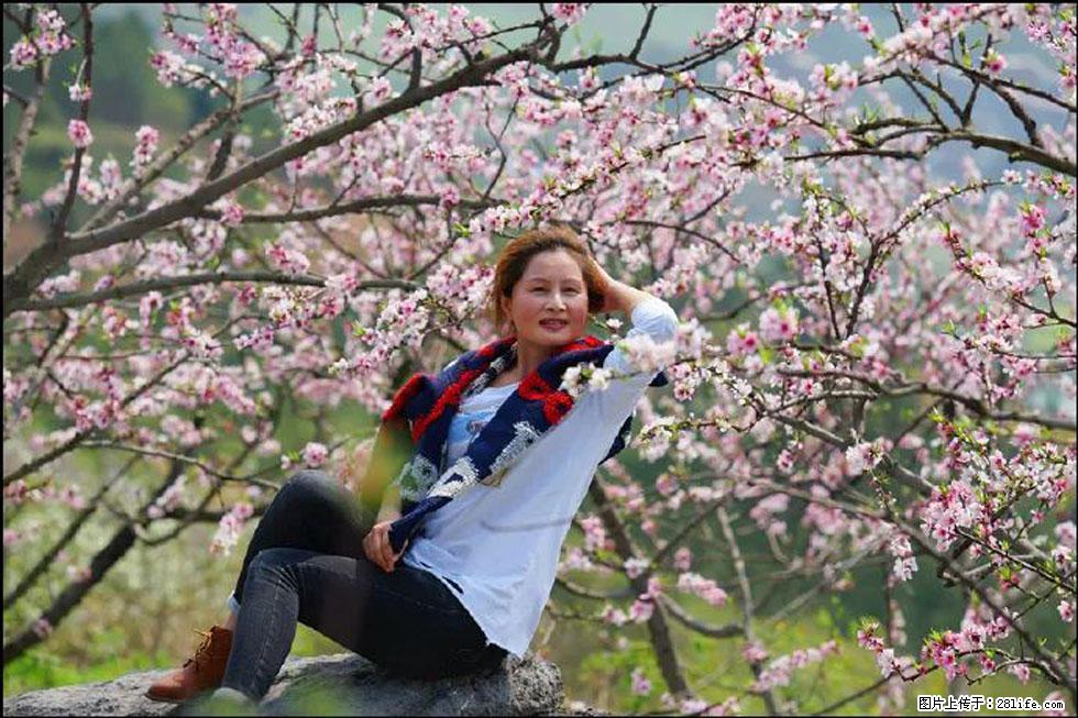 【春天，广西桂林灌阳县向您发出邀请！】望月岭上桃花开 - 游山玩水 - 沈阳生活社区 - 沈阳28生活网 sy.28life.com