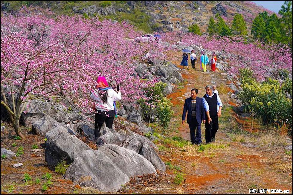 【春天，广西桂林灌阳县向您发出邀请！】望月岭上桃花开 - 游山玩水 - 沈阳生活社区 - 沈阳28生活网 sy.28life.com