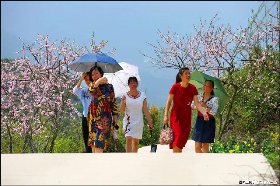 【春天，广西桂林灌阳县向您发出邀请！】望月岭上桃花开 - 游山玩水 - 沈阳生活社区 - 沈阳28生活网 sy.28life.com