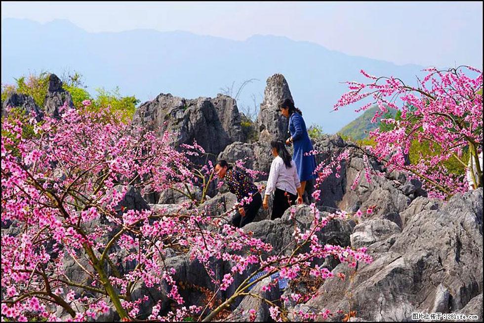 【春天，广西桂林灌阳县向您发出邀请！】望月岭上桃花开 - 游山玩水 - 沈阳生活社区 - 沈阳28生活网 sy.28life.com