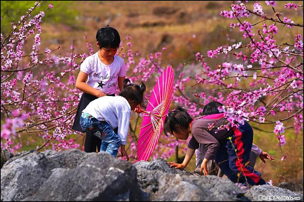 【春天，广西桂林灌阳县向您发出邀请！】望月岭上桃花开 - 游山玩水 - 沈阳生活社区 - 沈阳28生活网 sy.28life.com