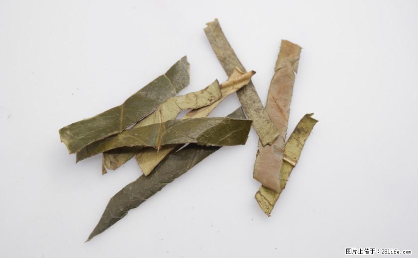 苦丁茶有哪些功效和作用 - 生活百科 - 沈阳生活社区 - 沈阳28生活网 sy.28life.com