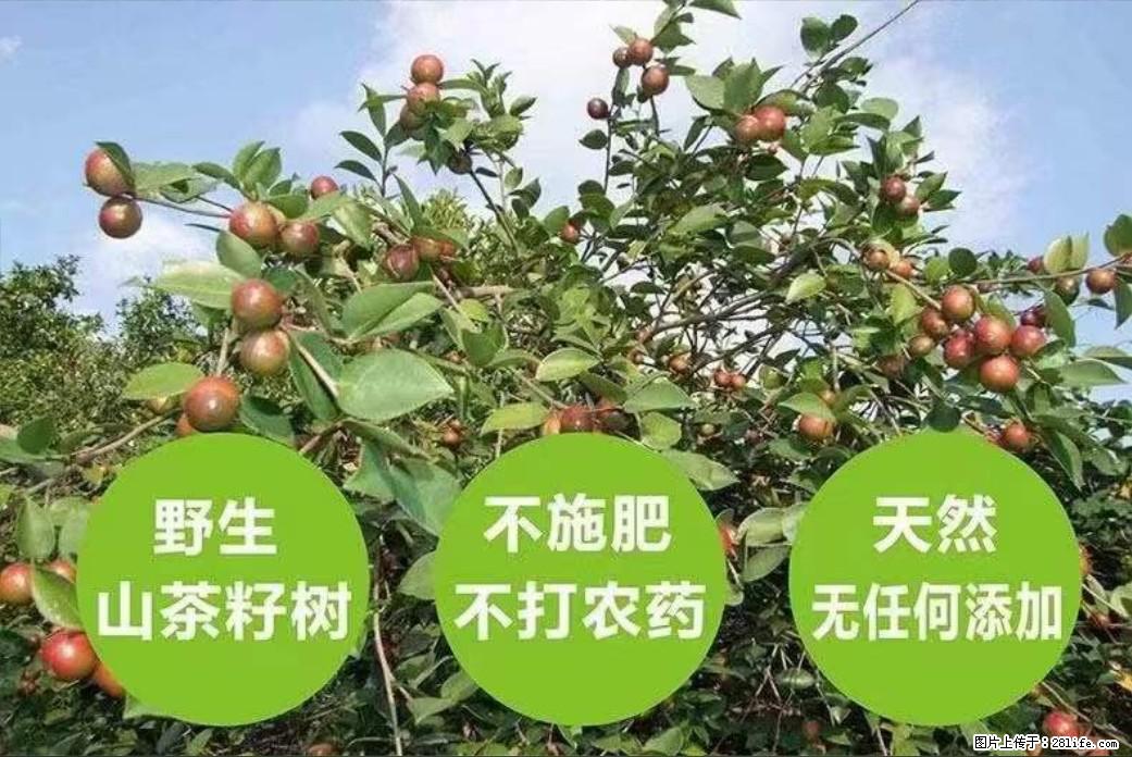 【灌阳县油茶产业示范区】一个有着充实的精神生活的人，对待身外之物自会有一种淡泊的态度 - 美食天地 - 沈阳生活社区 - 沈阳28生活网 sy.28life.com