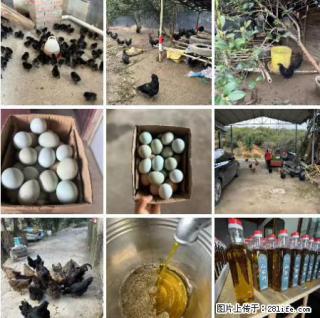 油茶园从小鸡仔开始养起的纯土鸡、土鸡蛋可以预定啦！还有前几天刚榨的纯山茶油哦 - 沈阳28生活网 sy.28life.com