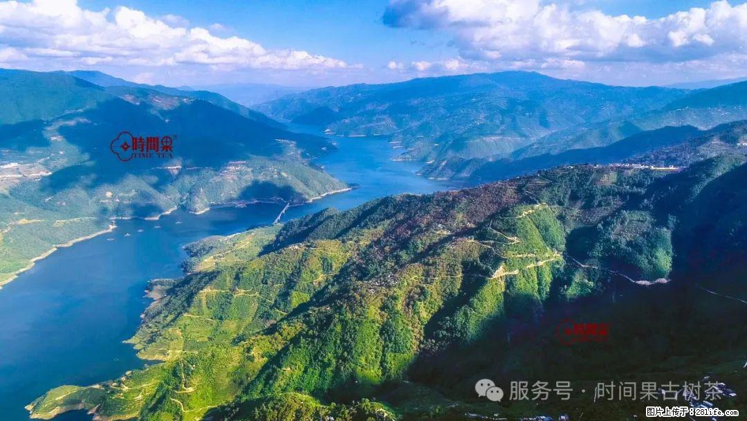 时间果百年古树龙珠普洱生茶 - 购物交流 - 沈阳生活社区 - 沈阳28生活网 sy.28life.com