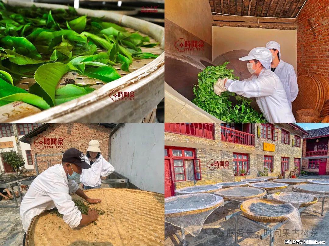 时间果百年古树龙珠普洱生茶 - 购物交流 - 沈阳生活社区 - 沈阳28生活网 sy.28life.com